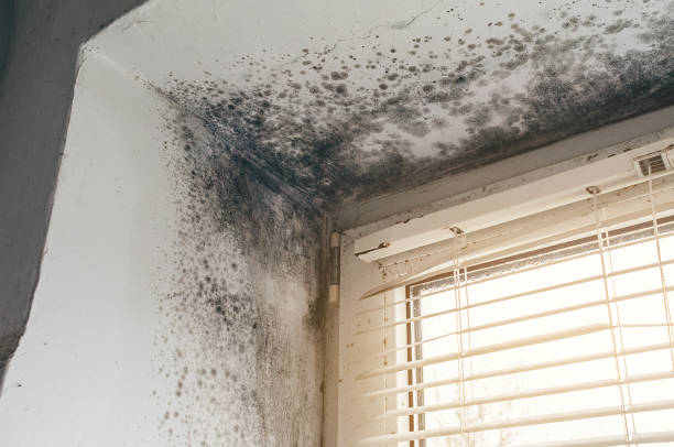 Affordable Basement Mold Removal solutions in Poplar Branch, NC